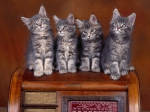 Четыре кота